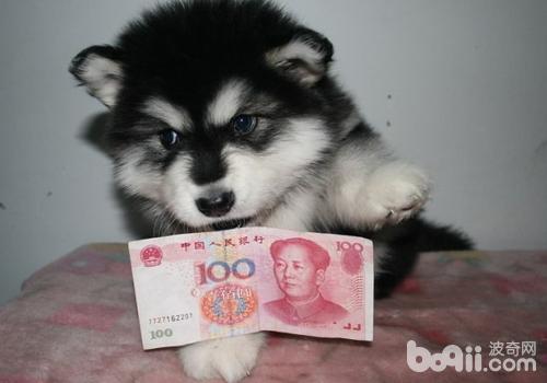 給狗狗拔牙需要注意些什么