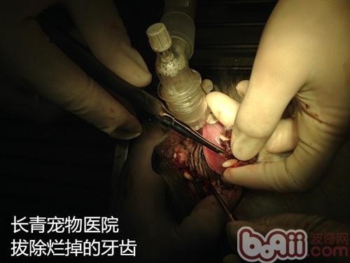 犬貓牙齦炎牙根腐爛導致的顏面瘺