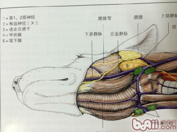 犬舌下囊腫的診治