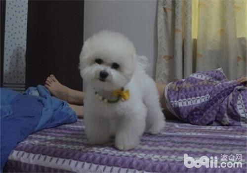 比熊犬消化不良怎么辦