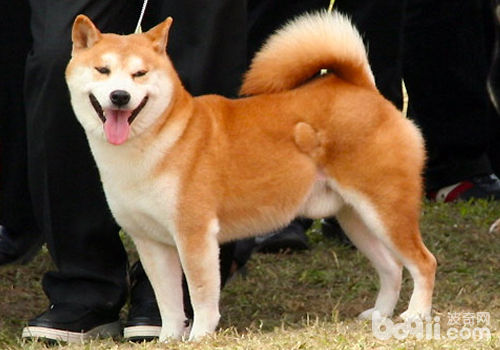 如何讓<a href=/zhonglei/gou/ target=_blank class=infotextkey>狗</a>狗養成良好的社交習慣
