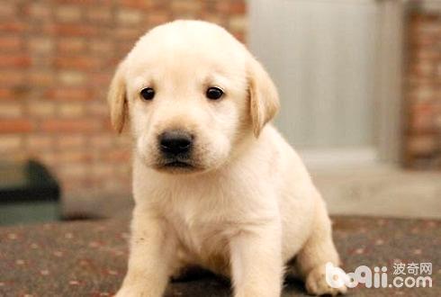 拉布拉多犬怎么訓練？拉布拉多犬訓練方法