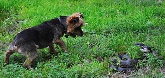 狗狗被蛇咬了怎么辦 狗狗中蛇毒怎么治療