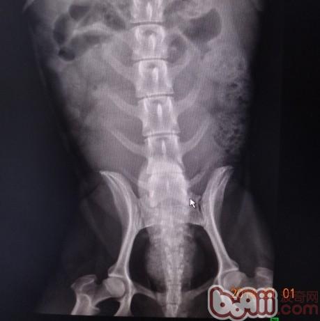 犬椎間盤脫位疾病