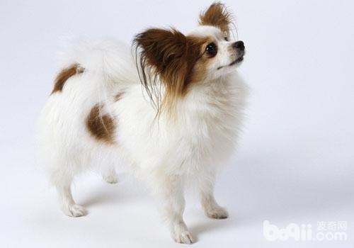 喂食不當可能會導致蝴蝶犬腹瀉