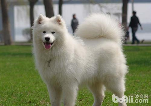 薩摩耶犬的簡單訓練