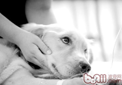 犬瘟是怎么傳染的