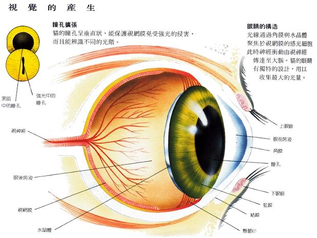 貓咪眼中的世界是綠色的 你知道嗎