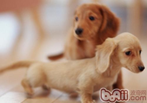 臘腸犬容易生哪些病