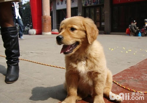 <a href=/zhonglei/gou/ target=_blank class=infotextkey>狗</a>狗為什么呼吸變粗