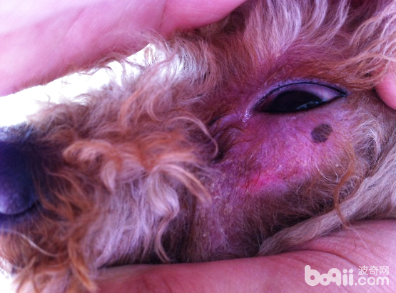 常見犬皮膚病的發病原因及診斷