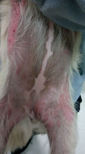 犬蠕形螨的診斷與治療