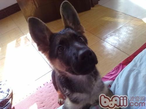 狗狗毛滴蟲病怎么治療