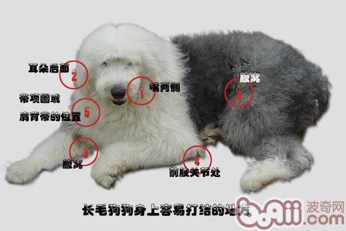 狗狗毛發篇之毛毛容易打結的地方