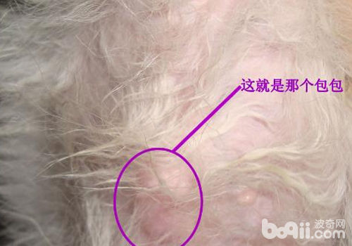 <a href=/zhonglei/gou/ target=_blank class=infotextkey>狗</a>狗身上起包的原因有哪些