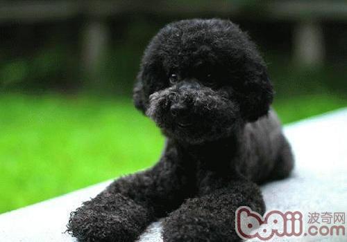 泰迪犬常見疾病知多少