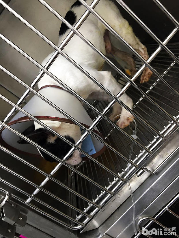 法國斗牛犬尿道結石的手術治療