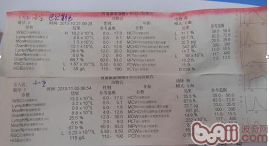 一例犬巴貝斯蟲的診療案例