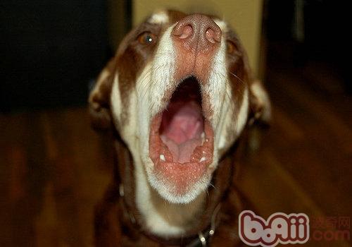 糾正幼犬亂叫的行為