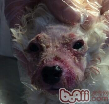 犬膿皮病的發病機理及診治體會