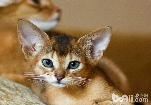  如何飼養阿比西尼亞貓