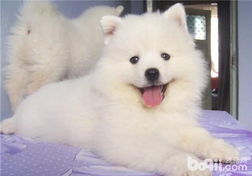 犬傳染性腸炎的臨床癥狀