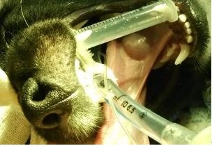 狗狗唾液腺囊腫切除案例