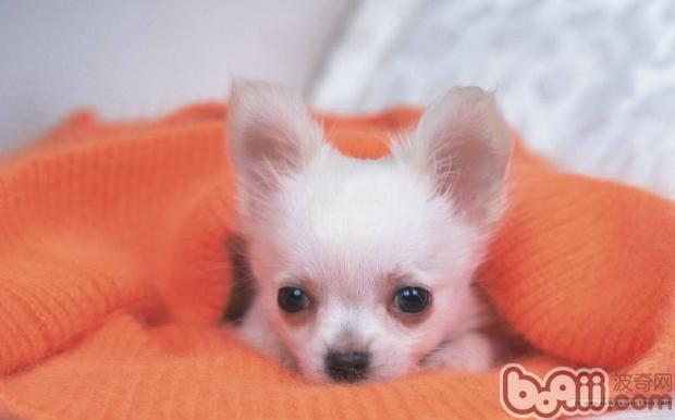 狗狗美容從幼犬開始