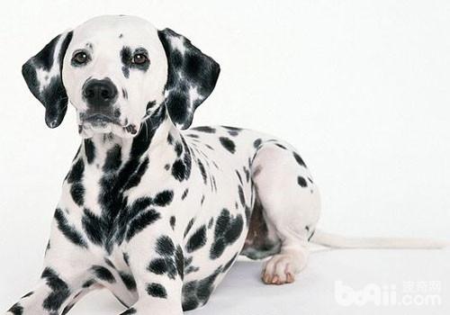 犬螨蟲病的預防要點