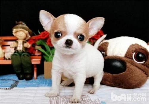 犬巧克力中毒的臨床癥狀