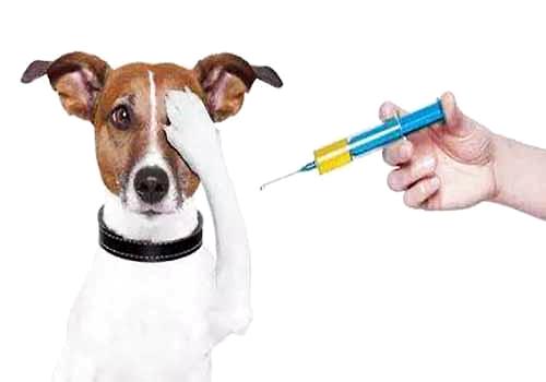 狂犬病的預防措施有哪些？
