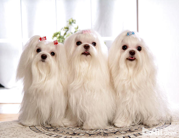 馬爾濟斯犬的美容護理