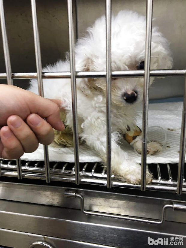 比熊犬細小病毒病的治療