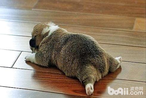 狗狗肛門腺怎么擠 狗狗肛門腺擠壓方法介紹