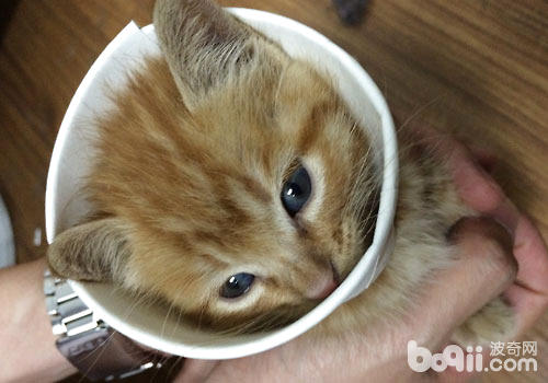 迷你寵物茶杯貓怎么養？