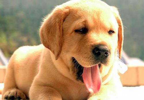 犬黑熱病有什么癥狀