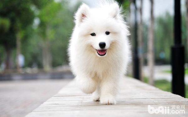 母犬分娩期如何護理