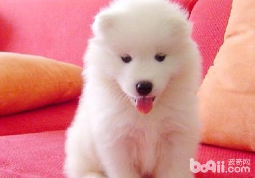 狗狗厭食、嘔吐是什么原因