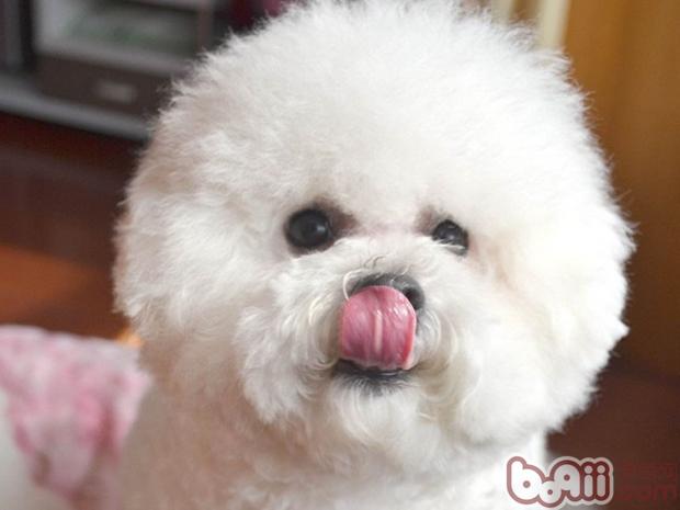 狗狗淚痕嚴重怎么辦