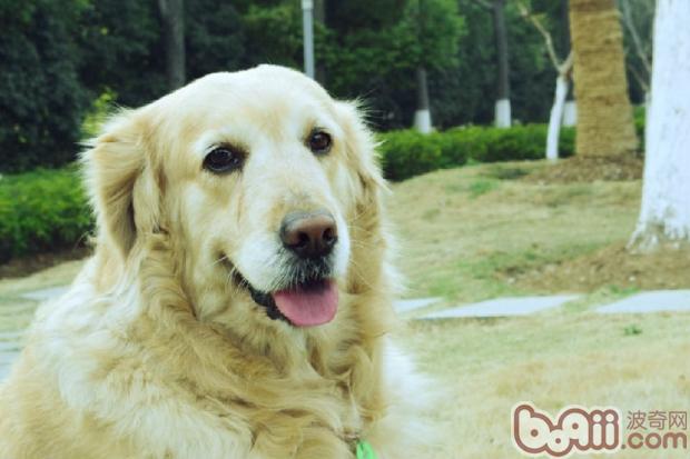 金毛犬的遺傳疾病解析