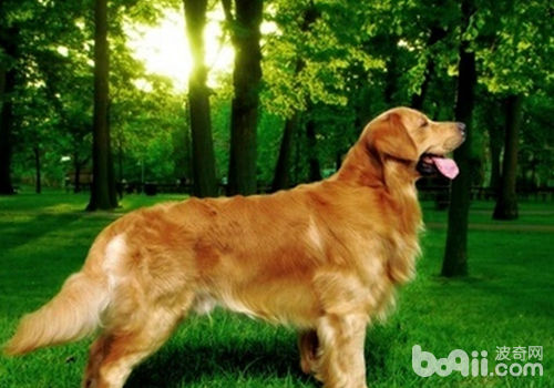 金毛犬的常見遺傳疾病