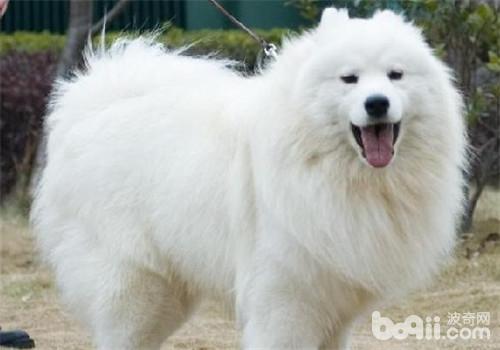 母犬無乳的防治要點