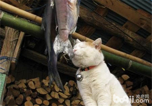 <a href=/zhonglei/mao/ target=_blank class=infotextkey>貓</a>咪可以吃小<a href=/zhonglei/fish/ target=_blank class=infotextkey>魚</a>干嗎？