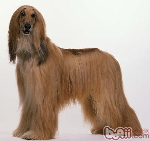 幫助阿富汗幼犬適應新環境