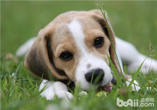 犬布魯氏菌病的臨床癥狀