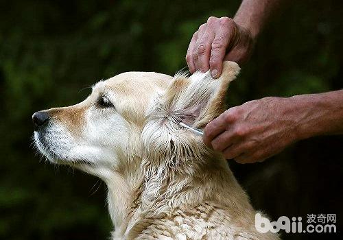 狗狗耳朵眼睛牙齒的護理方式都有哪些？