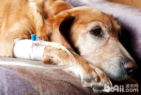 狗狗脫水怎么辦 狗狗脫水怎么預防