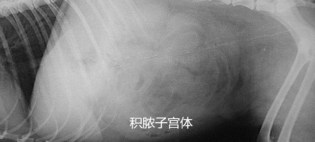 伯恩山犬子宮蓄膿的案例分析