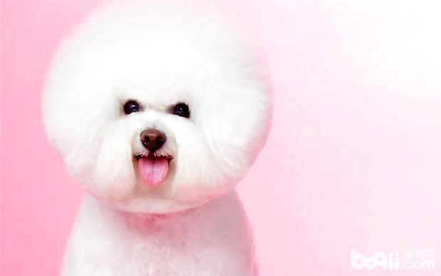 如何給比熊犬洗澡