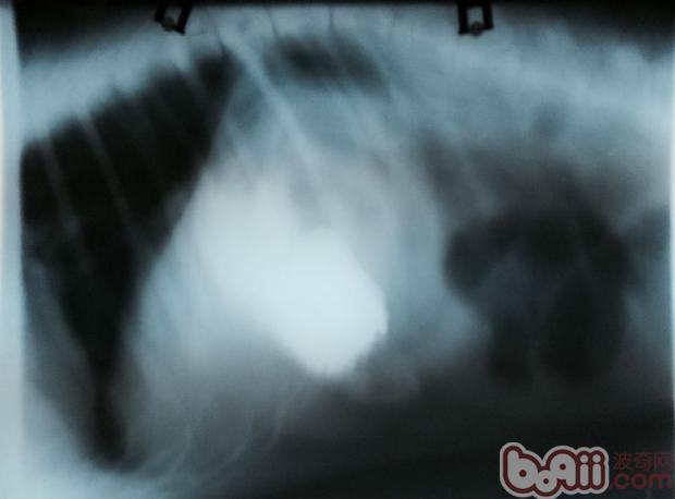 一例德牧腸套疊的診斷與治療過程